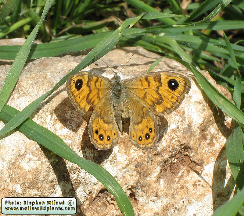 Butterfly Specimen 3