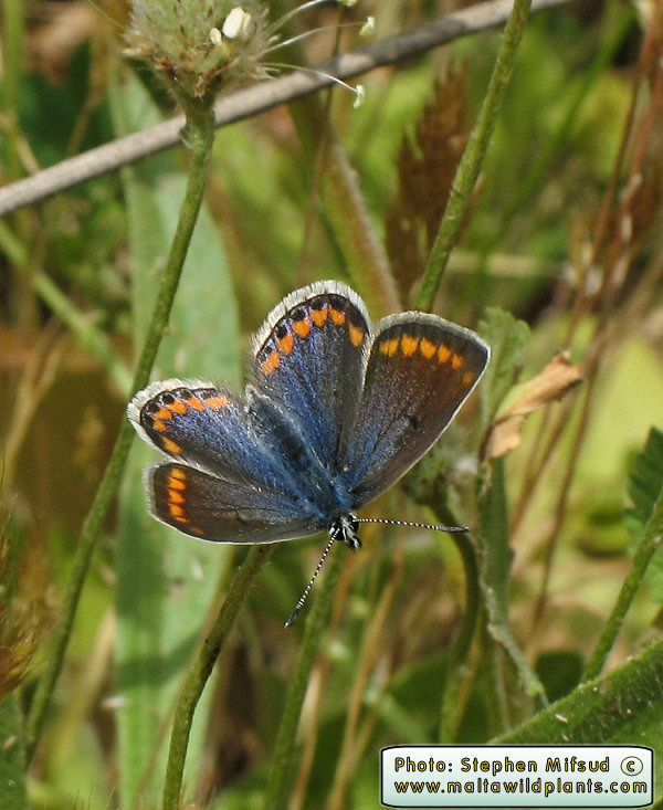 Butterfly Specimen 2