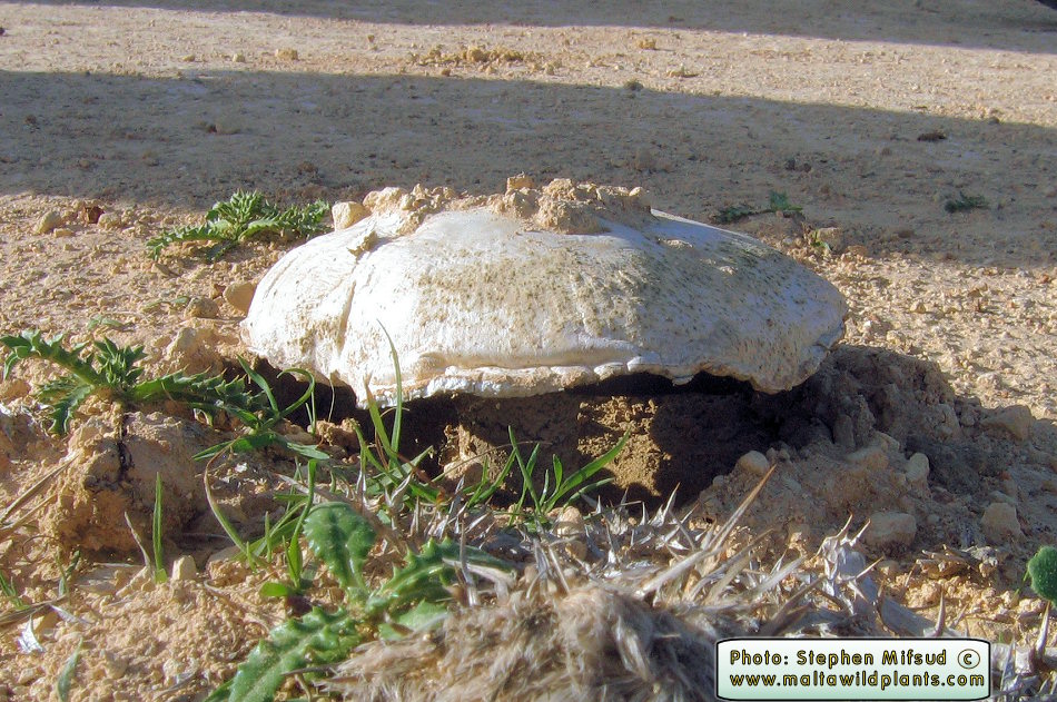 Quite large mushroom found at ix-xaghra l-Hamra, limits of Ghajn Tuffieha.