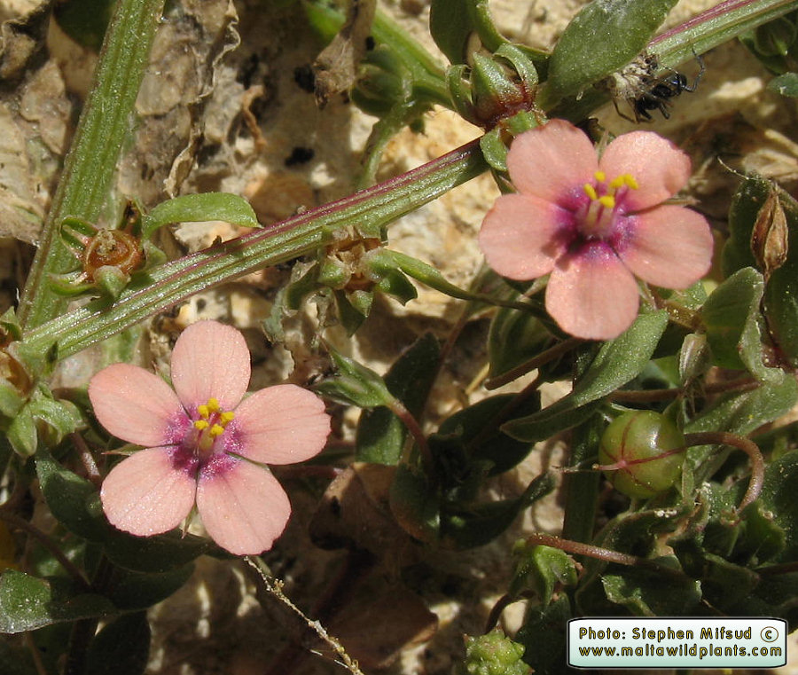 Anagaliis arvensis with pink/peach colour