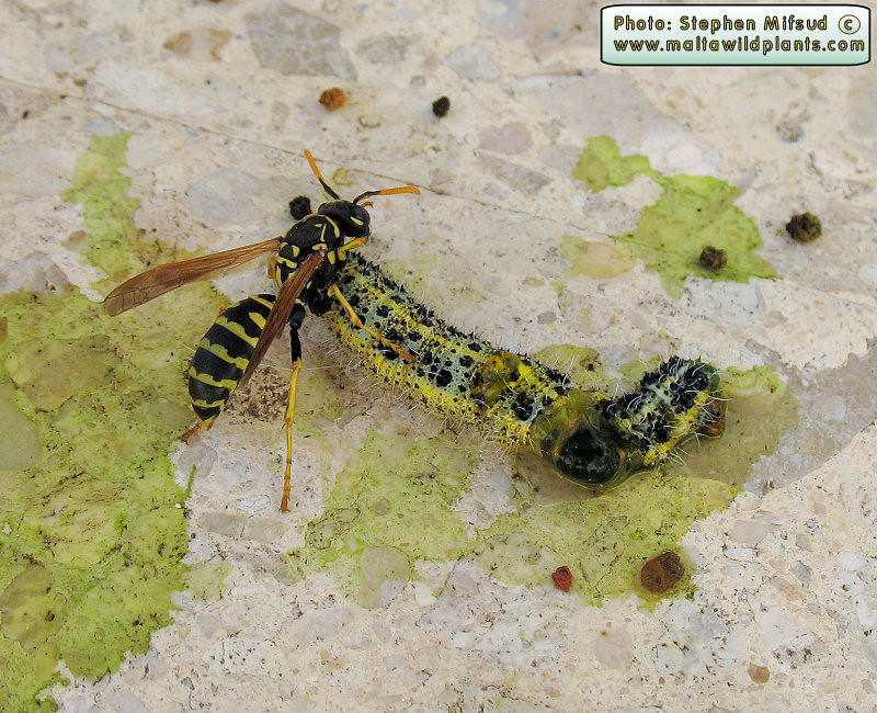 Anothe victim of the Paper wasp - pic 1