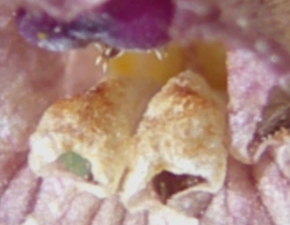 Vegetarian springrolls b.JPG