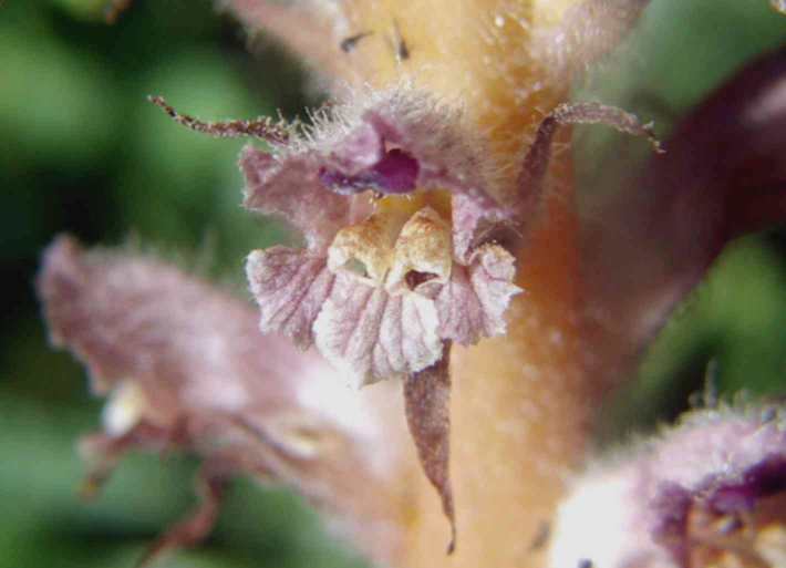 O. pubescens a.jpg
