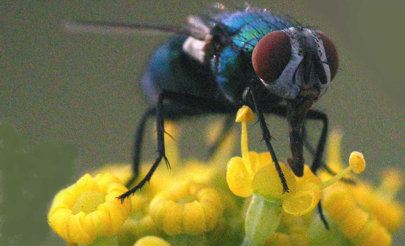 with fly.jpg