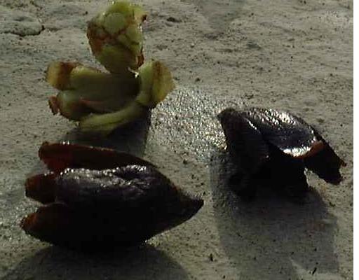 fruits.JPG