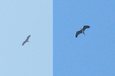 Bird seen gliding over Comino/Gozo area.