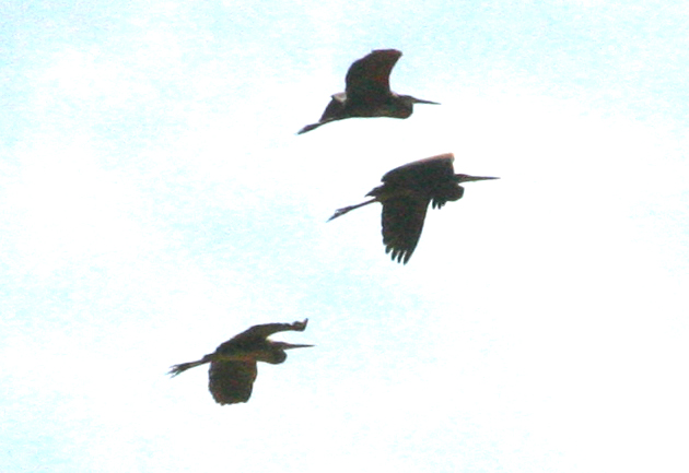 heron.jpg
