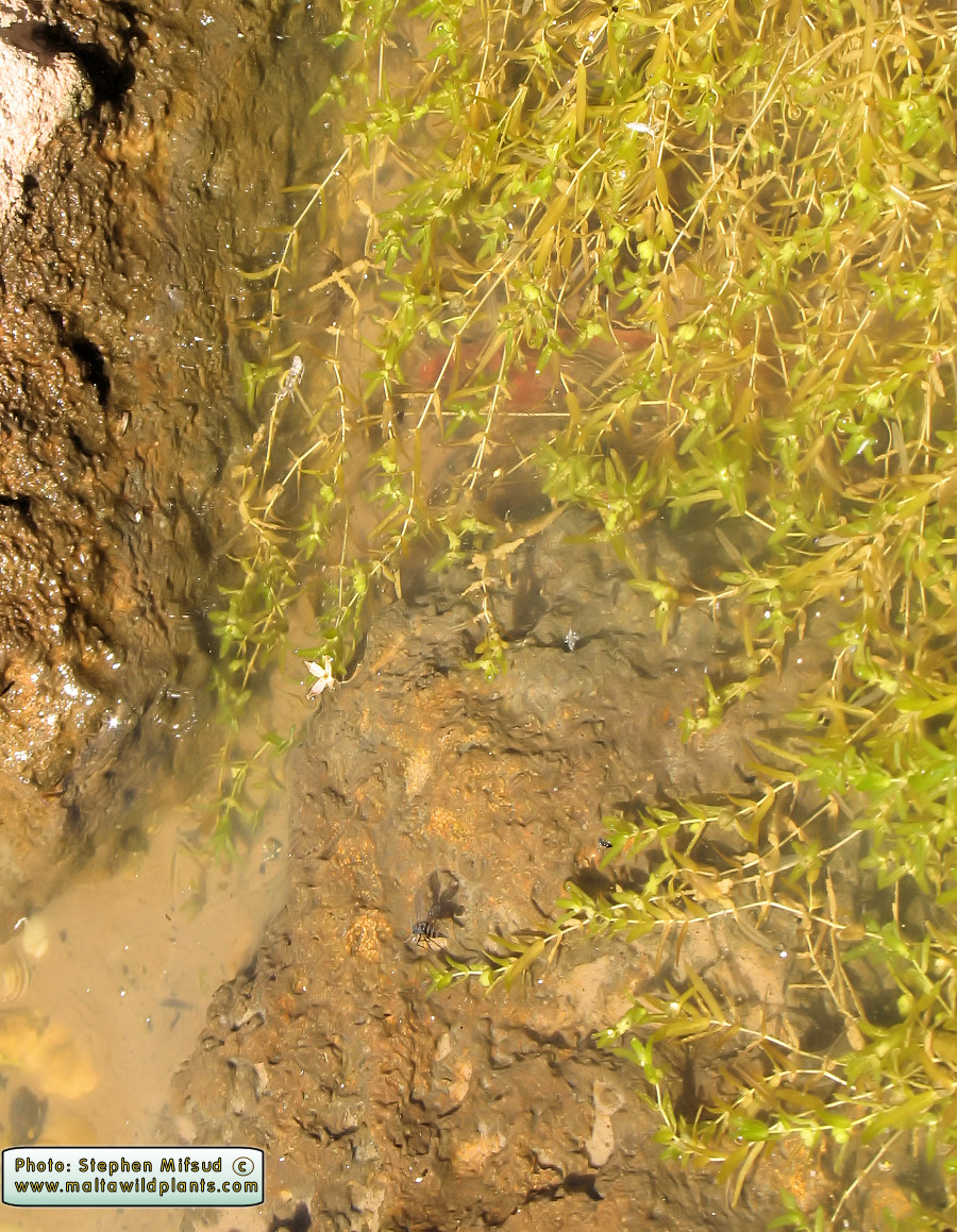 Zannichellia melitensis