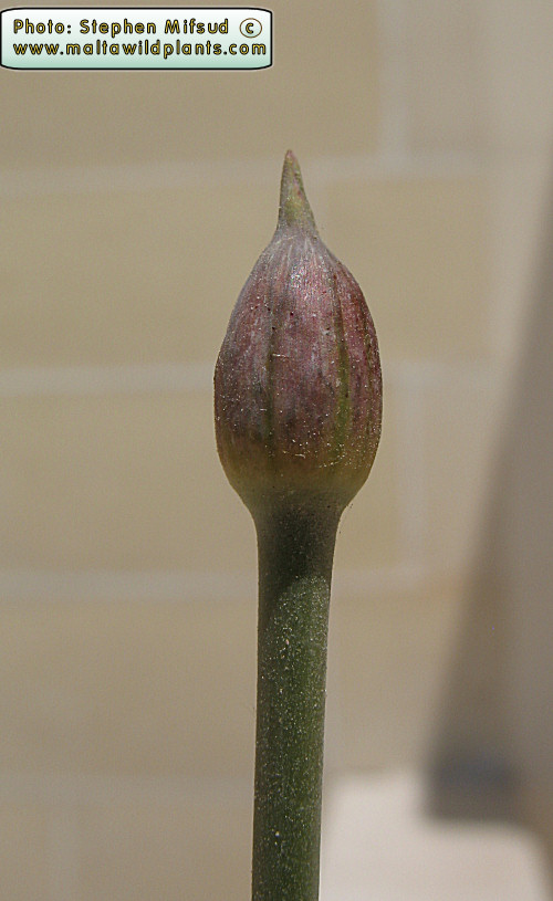 Taken 29th May 2006.