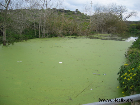 Chadwick lakes this year