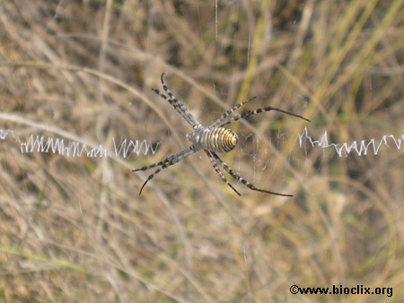 argiope_trifasciata.jpg