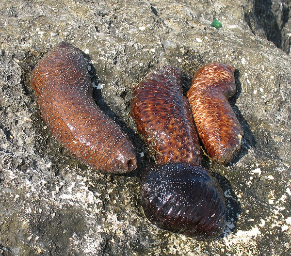 What are these - marine sausages ?