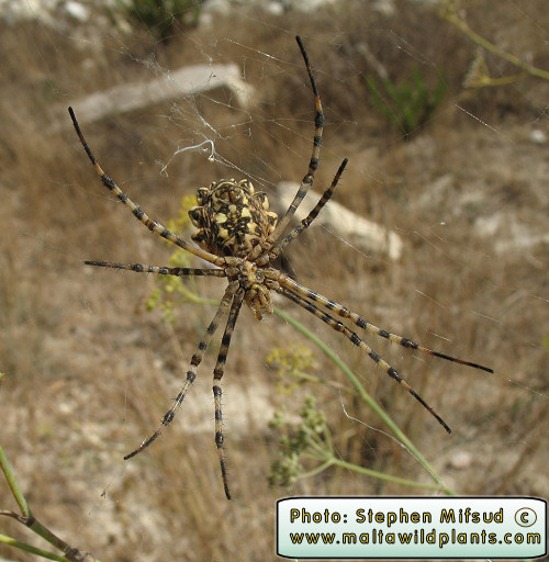 Dorsal view