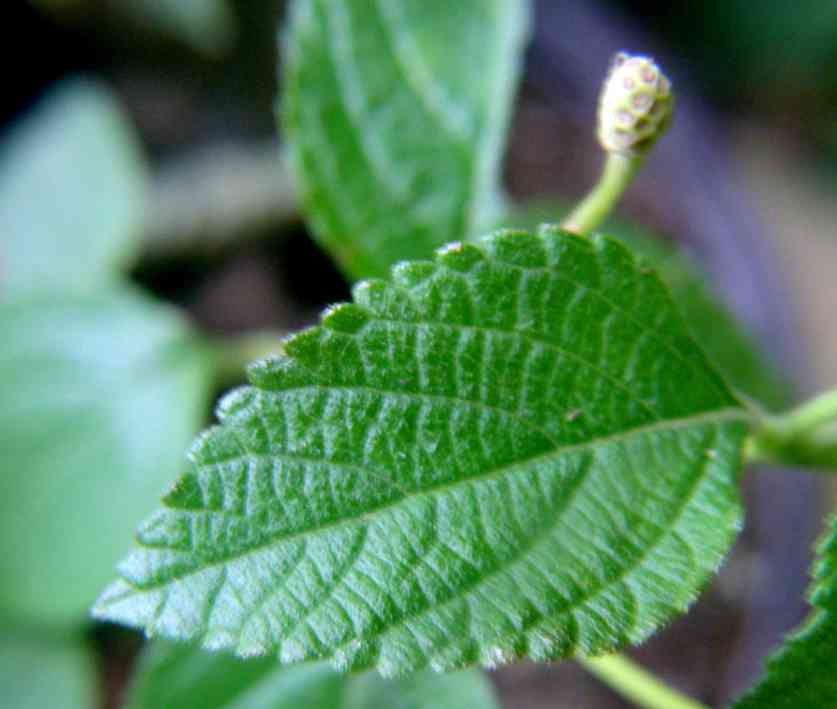 Blatt b.JPG