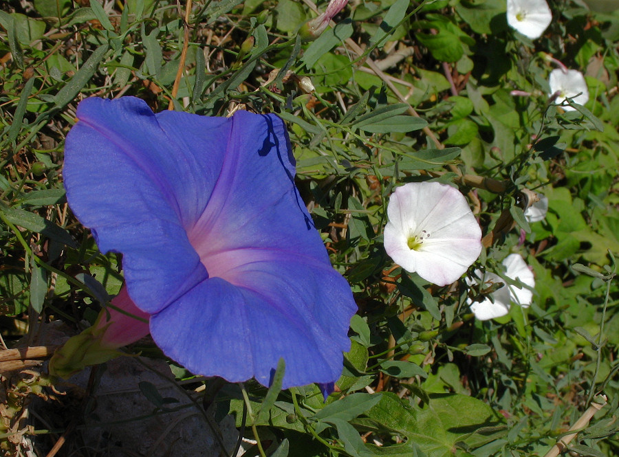 Convolvulaceae_GardenEscape.jpg