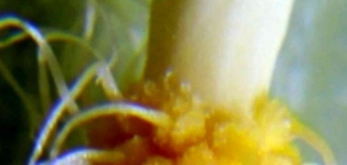 neu-1b.JPG
