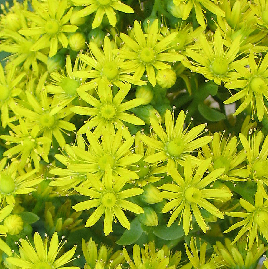 An unknown succulent (or cactus?!) Ornamental I think!