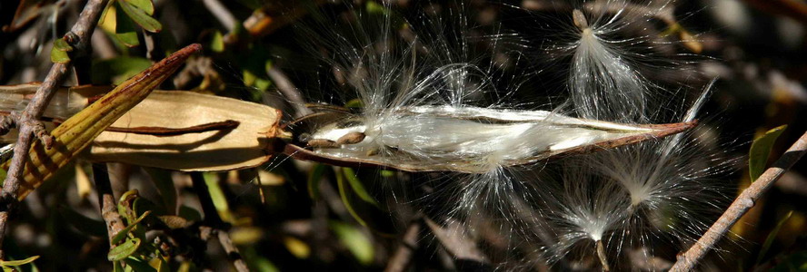Periploca angu 8279.jpg