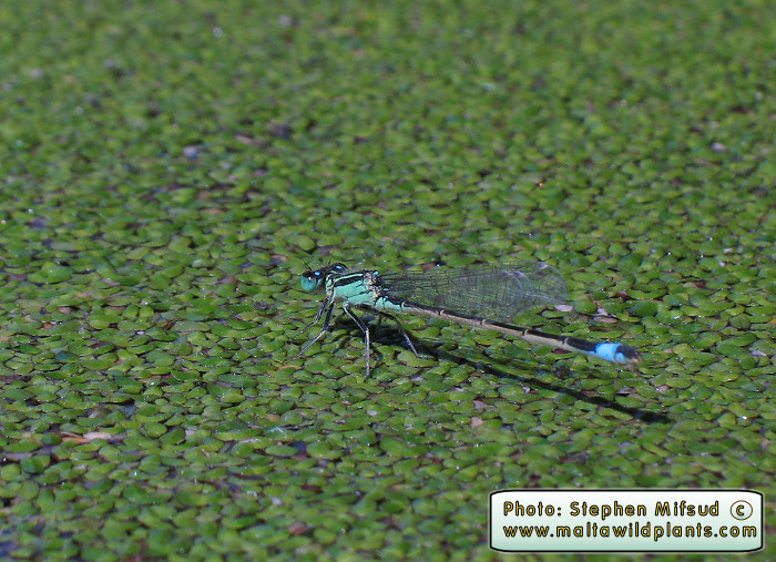 Ischnura genei - Damesfly - Damigella
<br />
<br />from the family: Coenagrionidae
<br />(weak-flying insects with a slender abdomen)