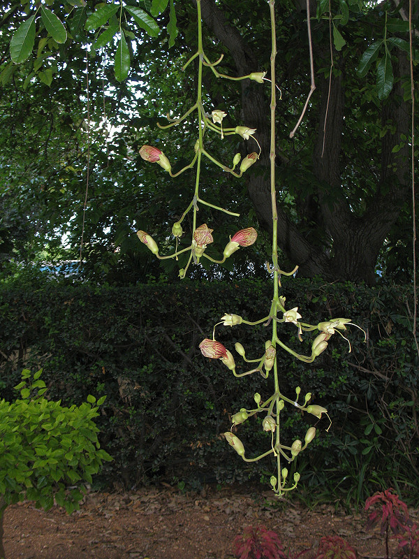Ornamental C - An anchor