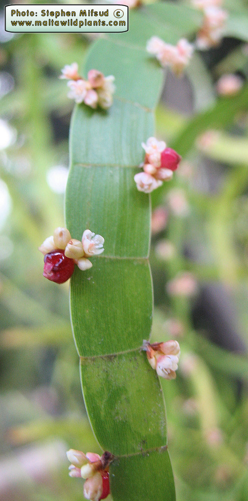 Ornamental A - Succulent like