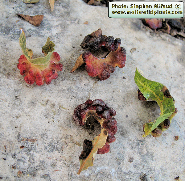 More galls - 2