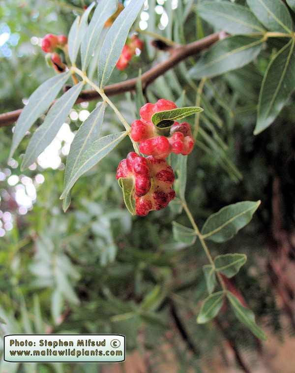 More galls - 1