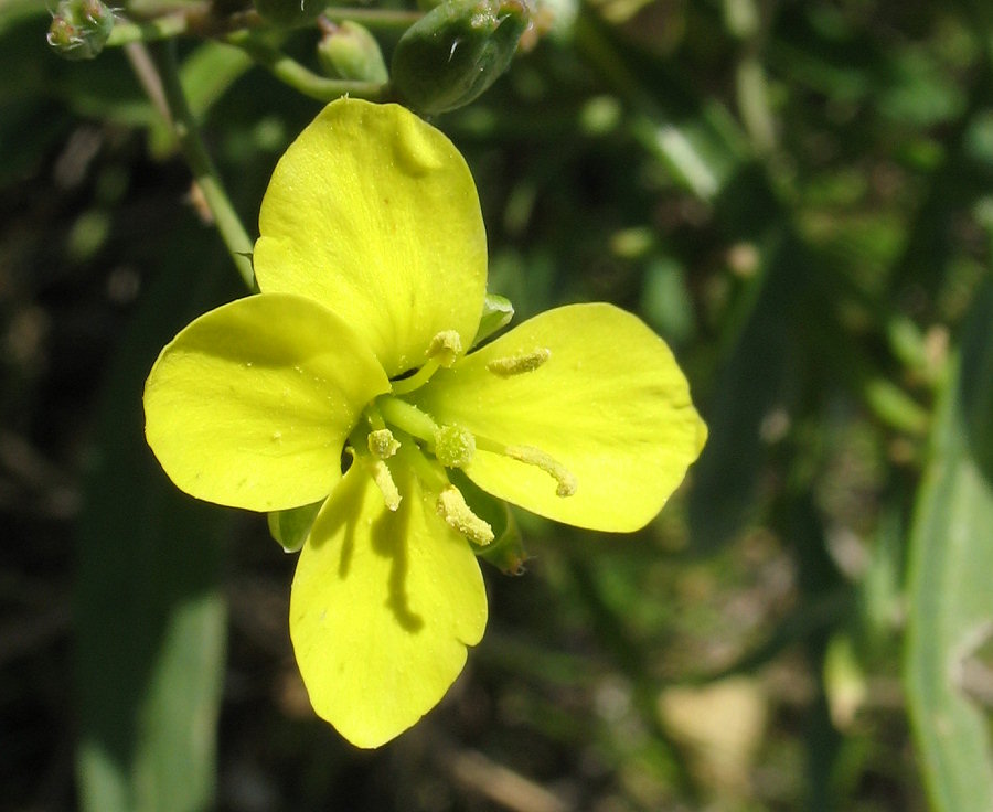 Diplotaxis tenuifolia