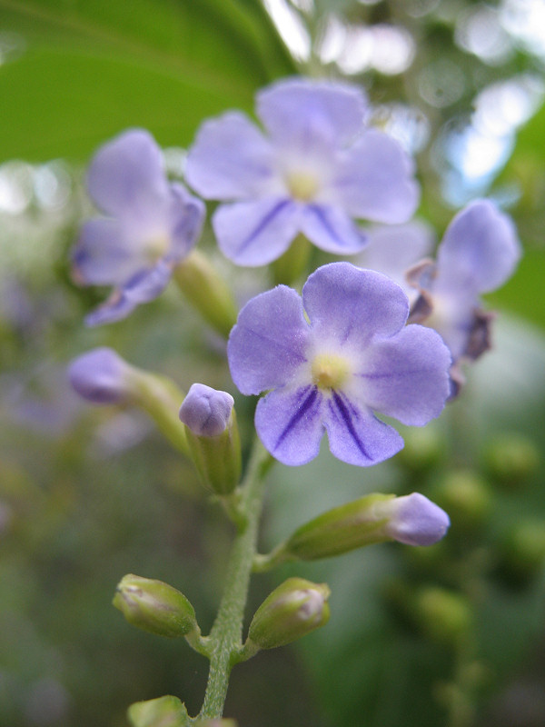 Duranta_erecta.jpg