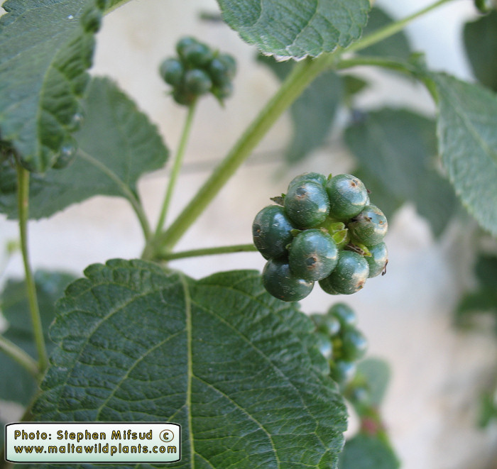 Example of fruit from Malta