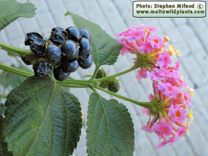 Black RIPE fruit
