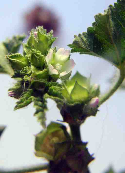 Malva parviflora d.jpg