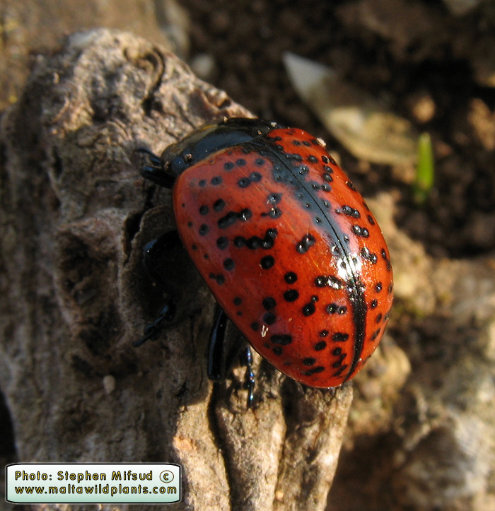 Found at Dingli