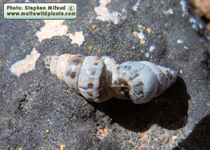 2 snails attached to each other (Copulating?!)