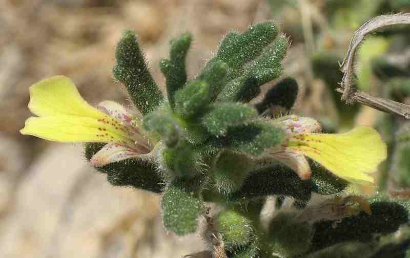 Ajuga pseudoiva ???