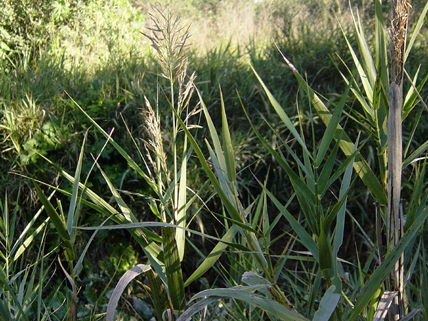 reed2.jpg