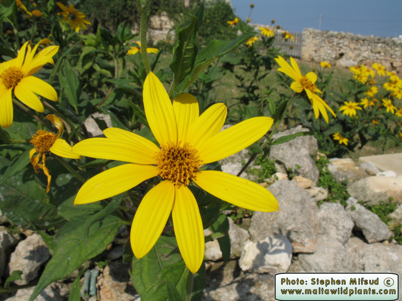Sunflower_like_Plant.jpg