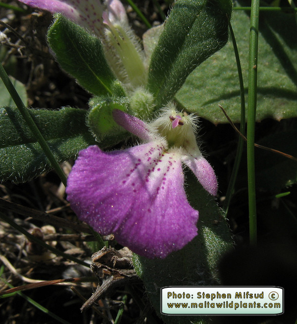 Ajuga iva