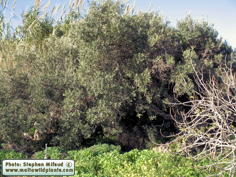 More pics from the largest Olive I have seen!