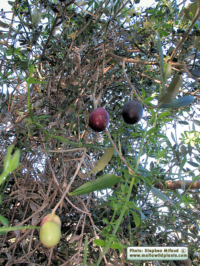 Fruit also large! Strange ?!?