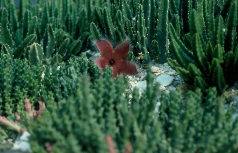 Stapelia arnotii Asclepidaceae.jpg