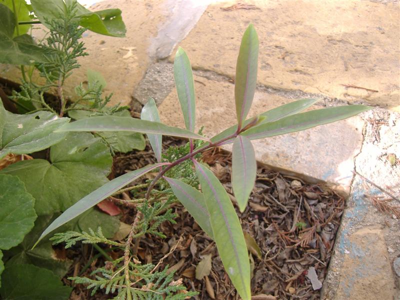 DSCF1821 (Medium).JPG