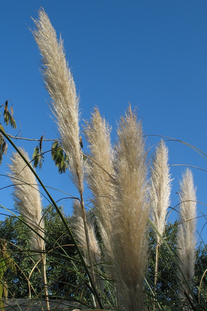 CLose up of plume