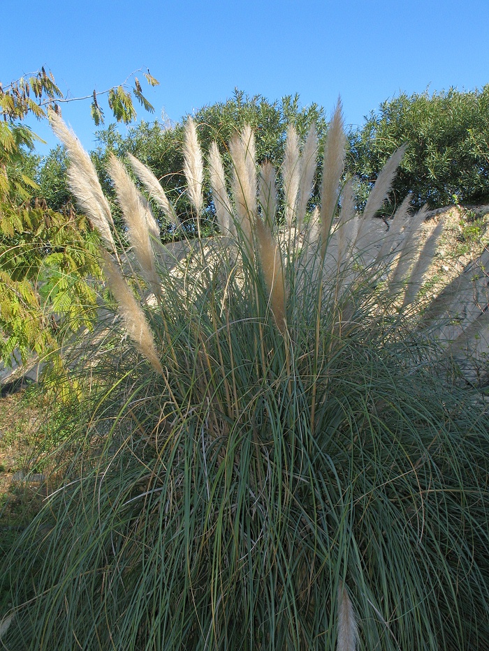 Plant