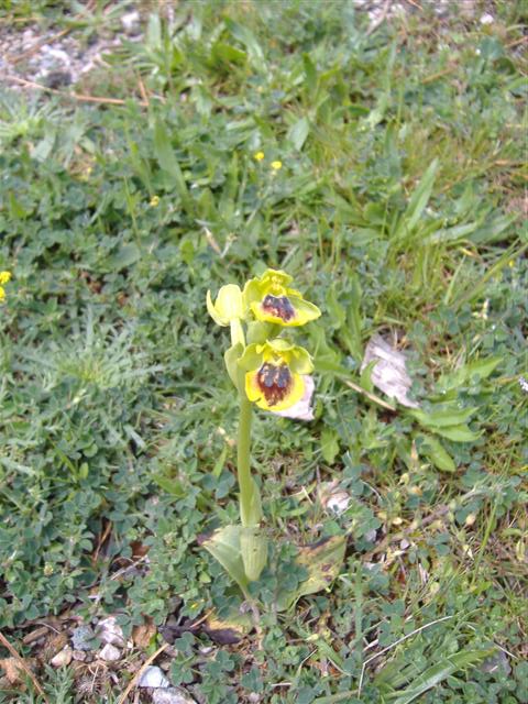 Orchid sp. About 1400m