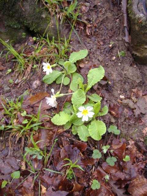Primrose at 1700m - the temp at sea level about 45 minutes drive away was 24C, here it was 6.5C!