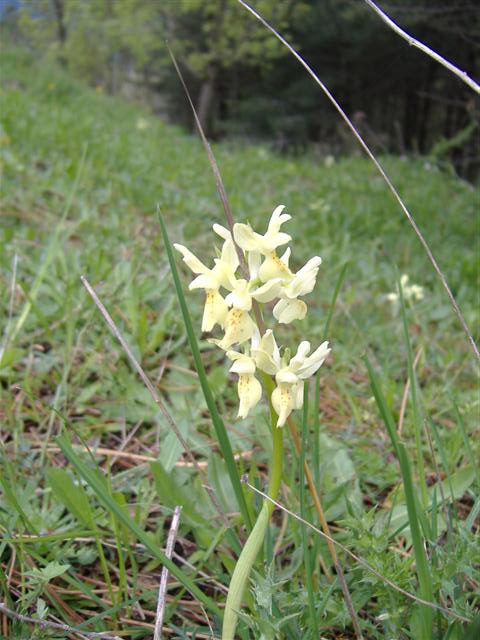 Better pic of the yellow orchid.