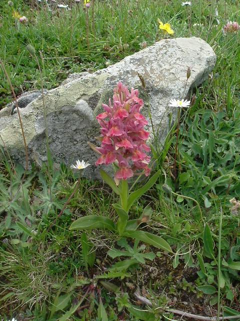 DSCF0511.JPG