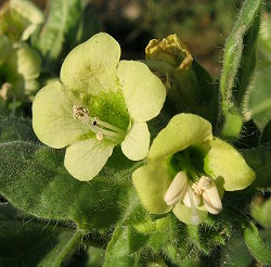 Hyoscyamus album (MammaZejza)