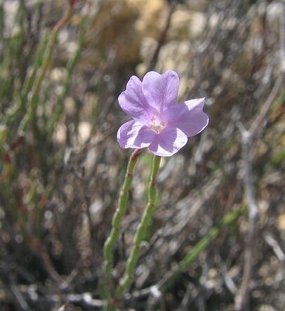 Limonium Flower Pic